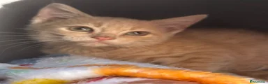 Cream Tabby Boy 