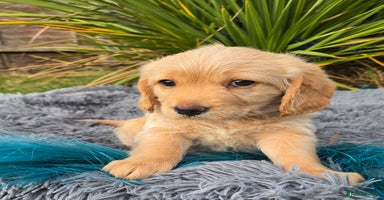 Labradoodle dogs - Advert 13