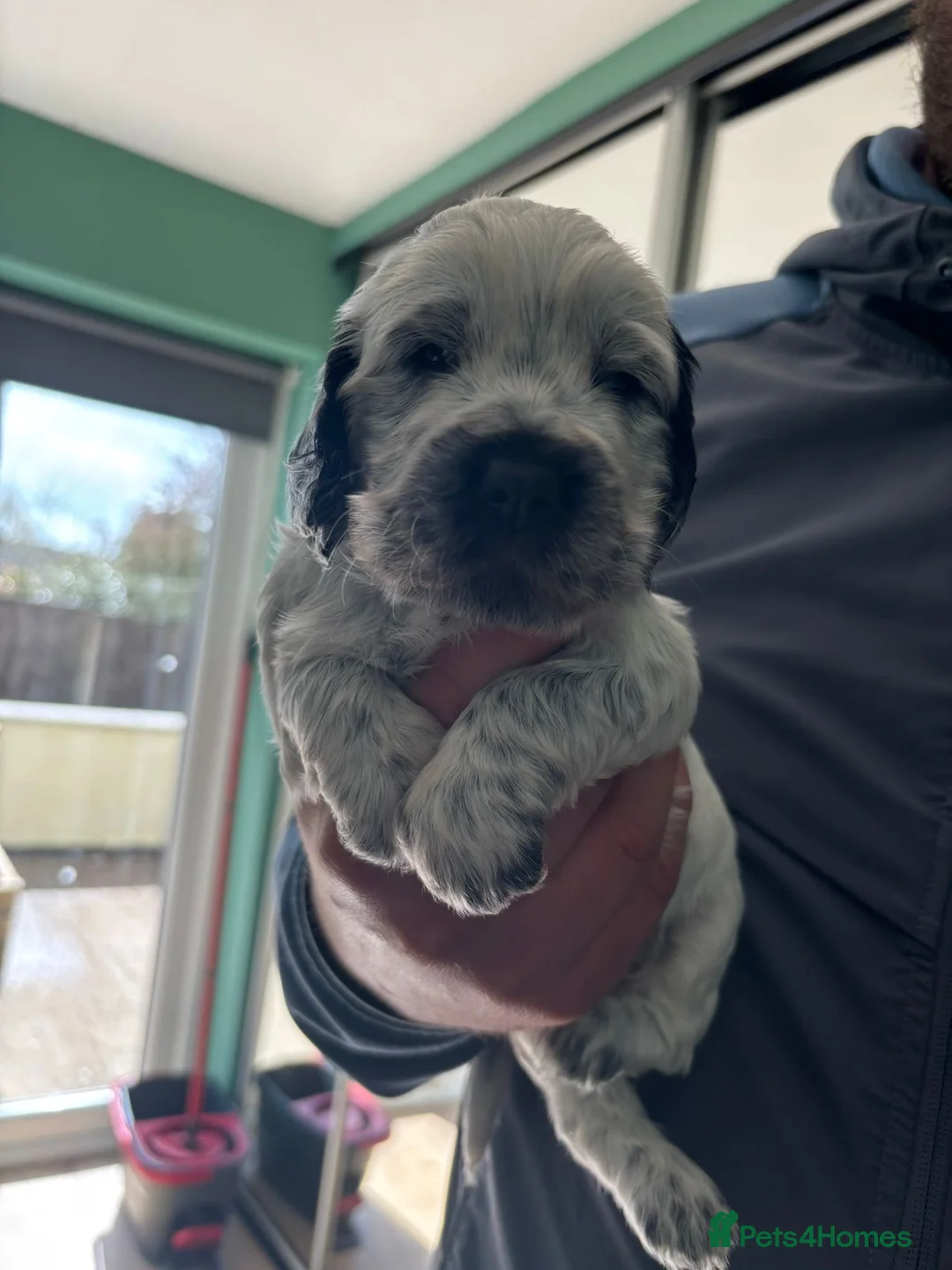 Cocker Spaniel dogs for sale: Cocker spaniel puppies  - Advert 2