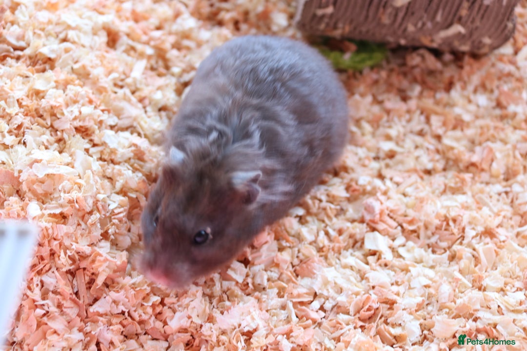 Hamster rodents for sale: Syrian Hamsters - various ages and cage - Image 11