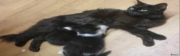 Mixed Breed cats for sale: Kitten male 8 wks - Advert 5