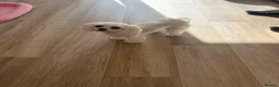 Maltese dogs for sale: Female Korean Maltese age4 SPAYED - Advert 4