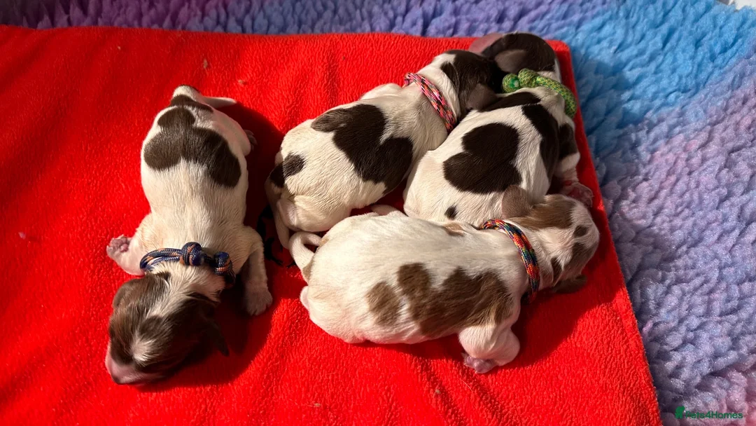 Cocker Spaniel dogs for sale: KC Show Cocker Spaniels (home reared) - Advert 2