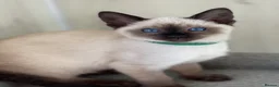 Siamese cats for sale: GCCF Registered Traditional Siamese Kittens  - Advert 9