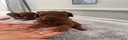 Cockapoo dogs for sale: ✨ Stunning F1b Cockerpoo Puppies Available ✨ - Advert 4
