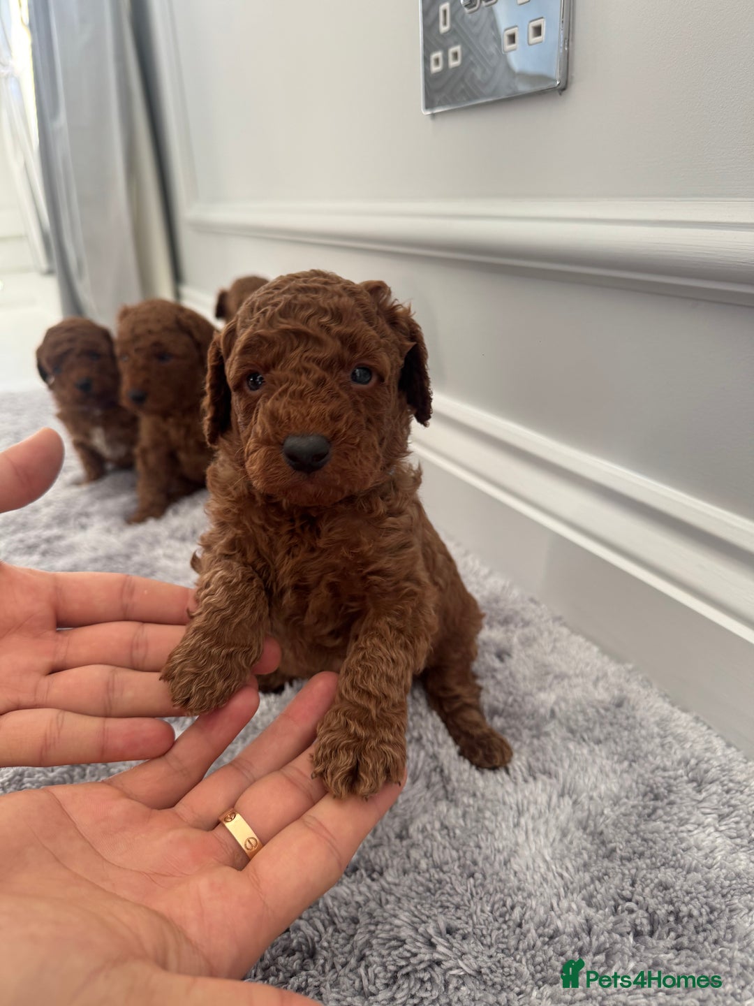 Cockapoo dogs for sale: ✨ Stunning F1b Cockerpoo Puppies Available ✨ - Advert 4