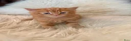 Mixed Breed cats for sale: Beautiful fluffy ginger kittens  - Advert 14