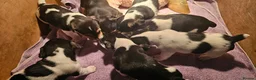 Jack Russell dogs for sale: Jack Russell Puppies - Advert 10