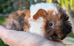 Guinea Pig rodents for sale: Gorgeous guinea pig pups - Image 12