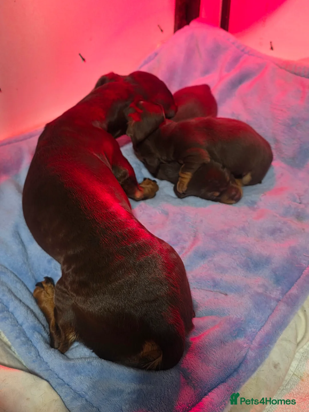 Miniature Dachshund dogs for sale: Miniture Daschunds (Kaninchens) - Advert 7