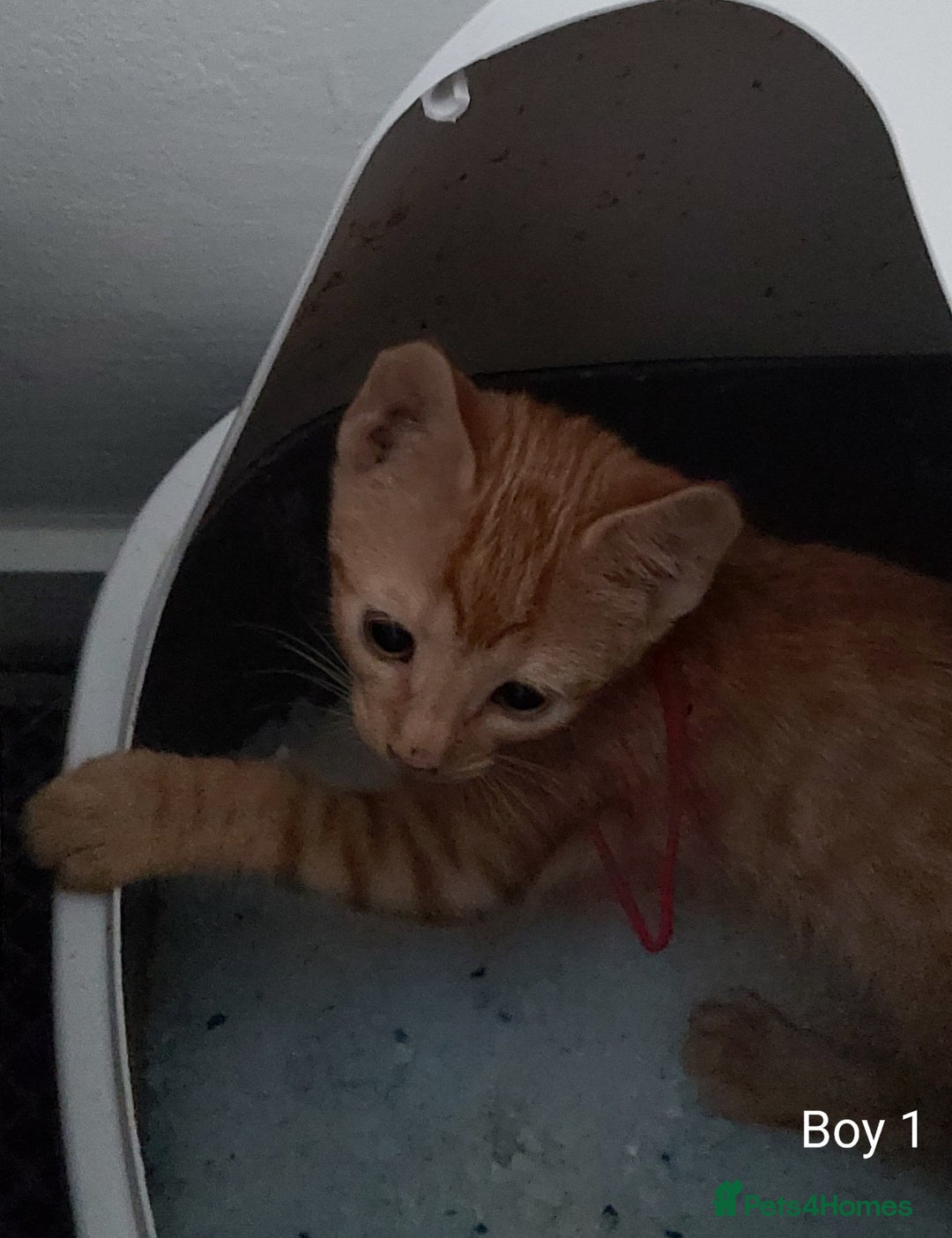 Mixed Breed cats for sale: 3 Ginger/Orange Tabby Half Bengal Kittens - Advert 4