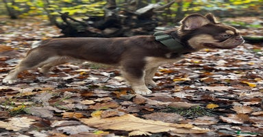 French Bulldog dogs - Advert 13