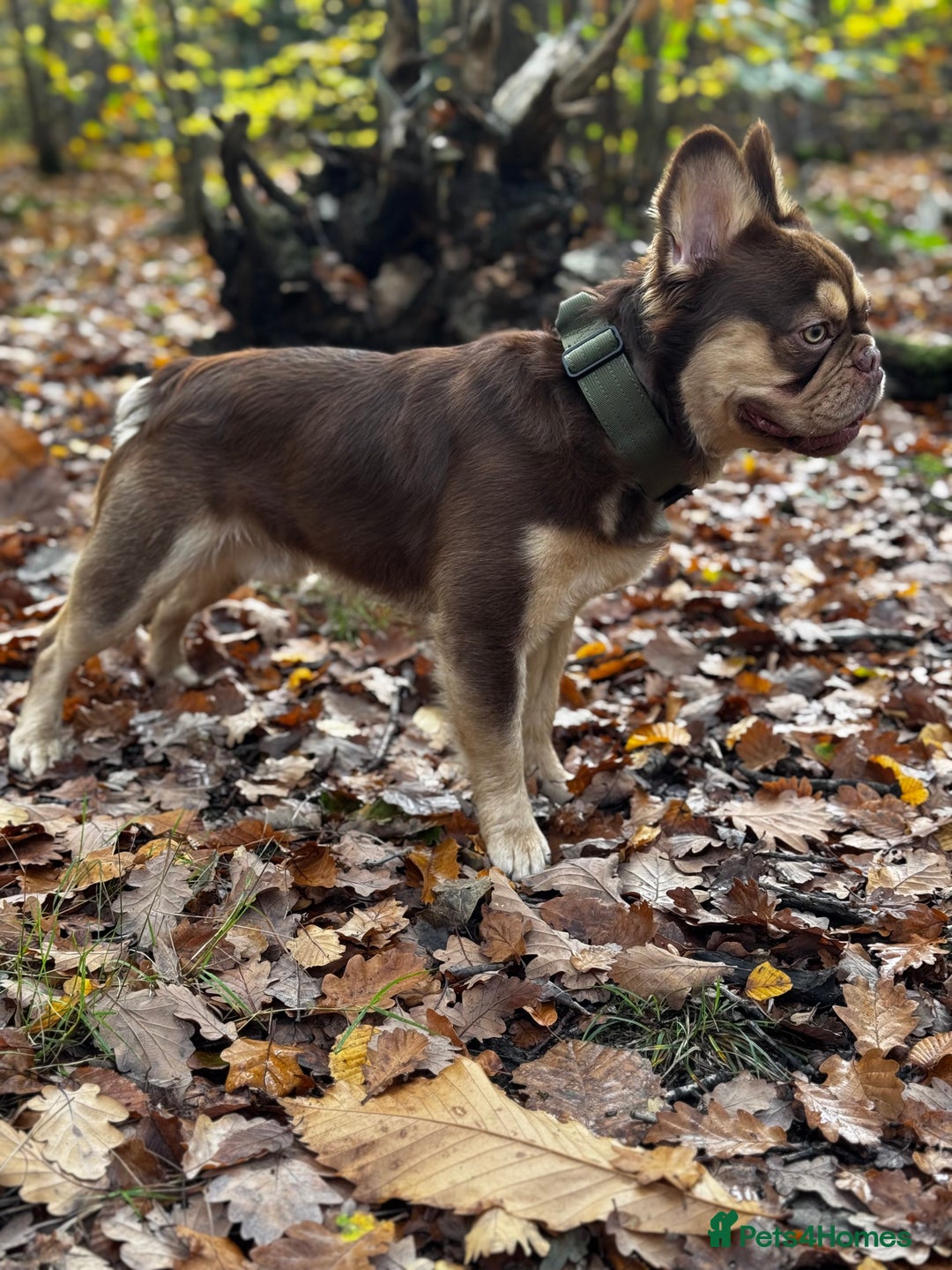 French Bulldog dogs for stud: RFG 0 & FBCE - Koda Bear - Full Fluffy Rojo & Tan - Advert 3