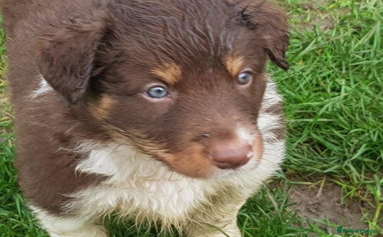 Border Collie dogs - Advert 8