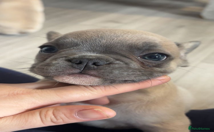 French Bulldog dogs - Advert 4