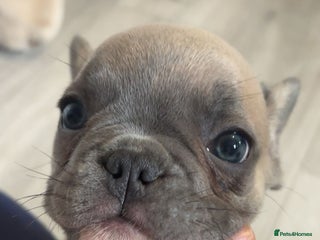 French Bulldog dogs - Advert 34