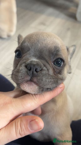 French Bulldog dogs - Advert 4