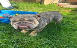 English Bulldog dogs for stud: Teddy bear 🧸 English bulldog stud in Newcastle upon Tyne - Image 10