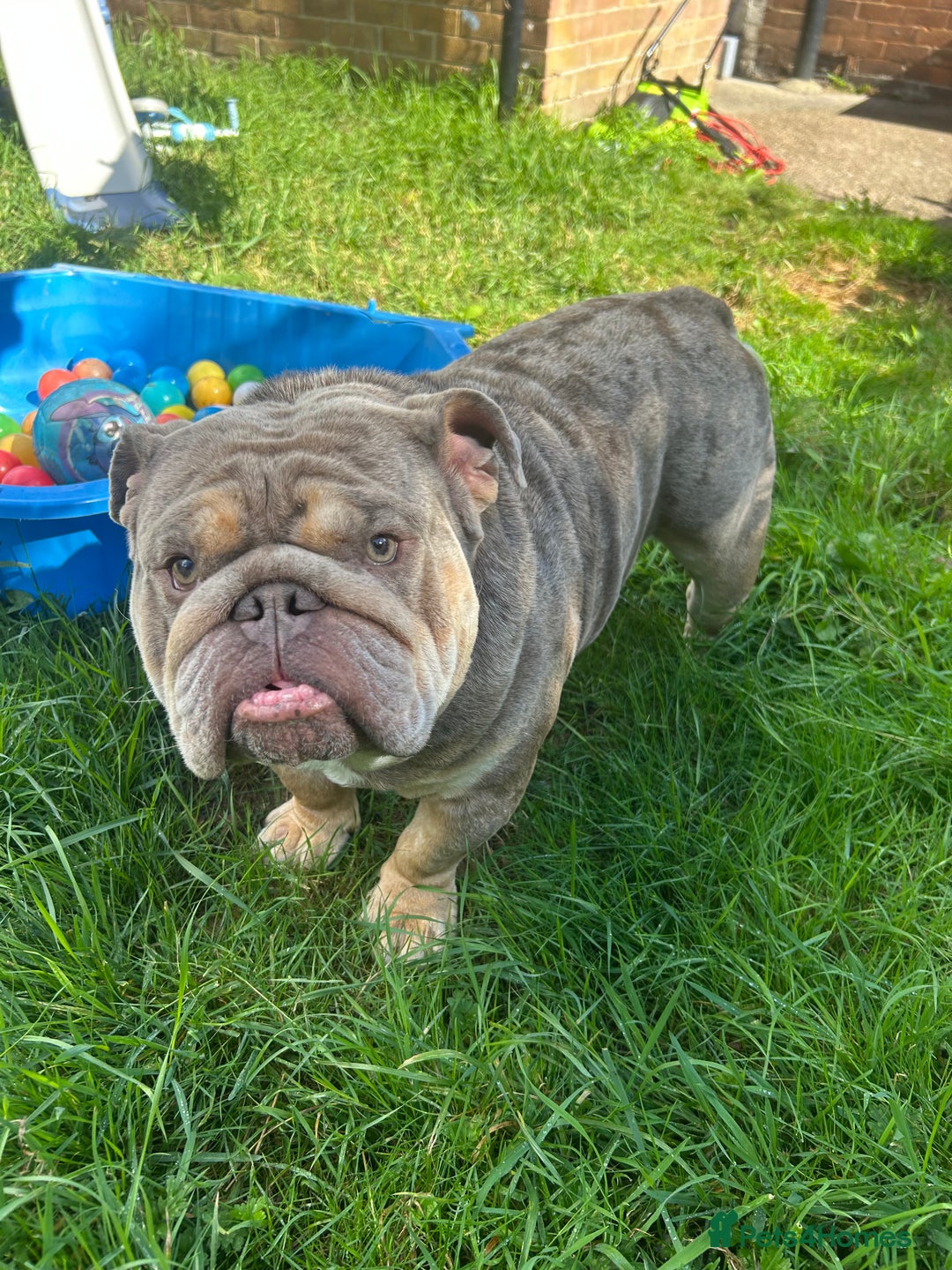 English Bulldog dogs for stud: Teddy bear 🧸 English bulldog stud in Newcastle upon Tyne - Image 10