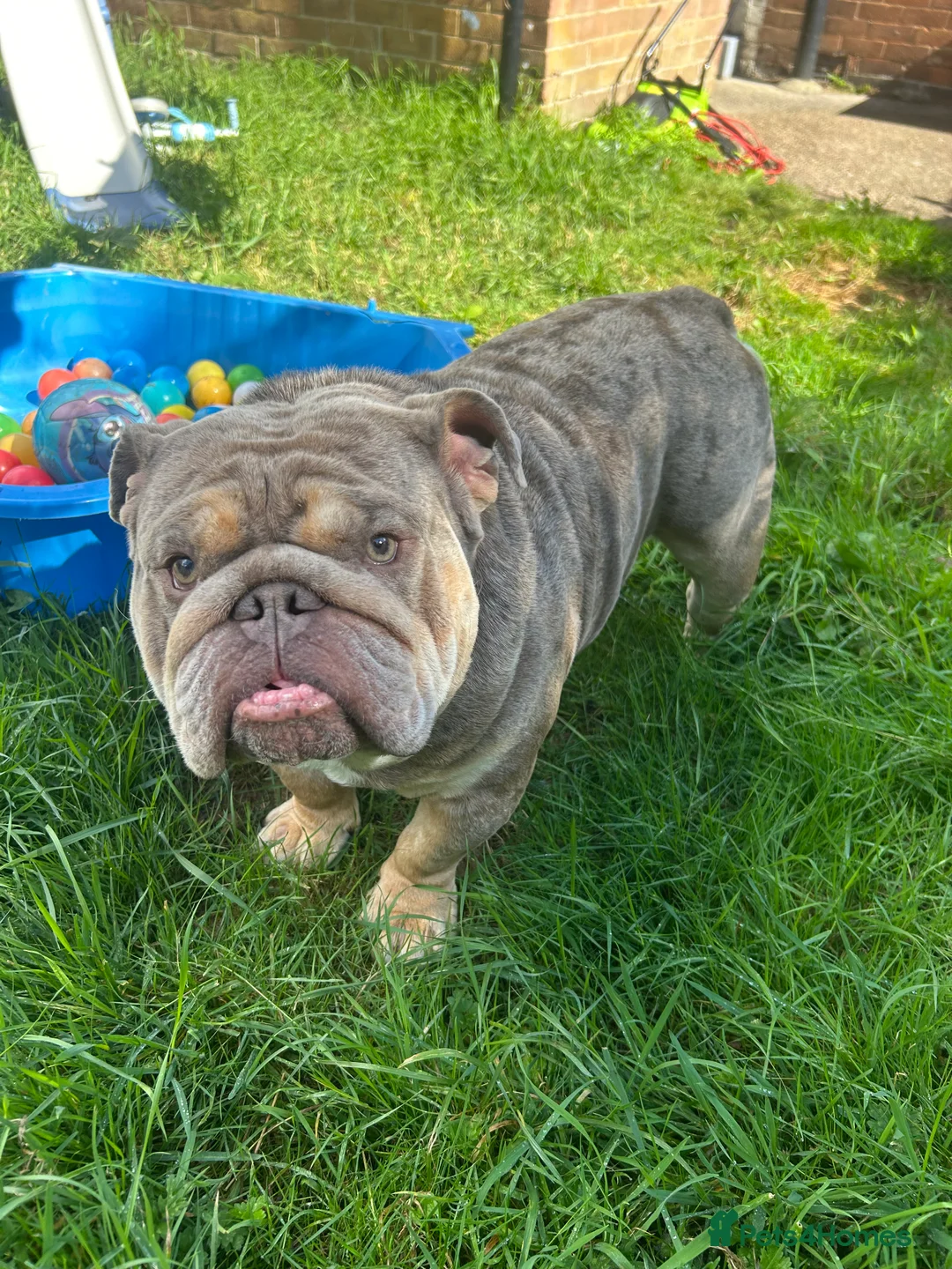 English Bulldog dogs for stud: Teddy bear 🧸 English bulldog stud in Newcastle upon Tyne - Advert 10