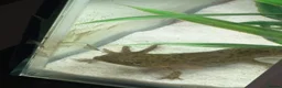 Axolotl reptiles for sale: 5 axolotls and set up. - Advert 7
