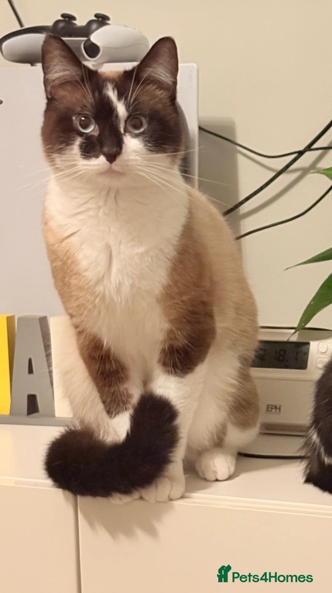 Ragdoll cats for sale: Rare Raggill mix male in Stockton-on-Tees - Advert 3