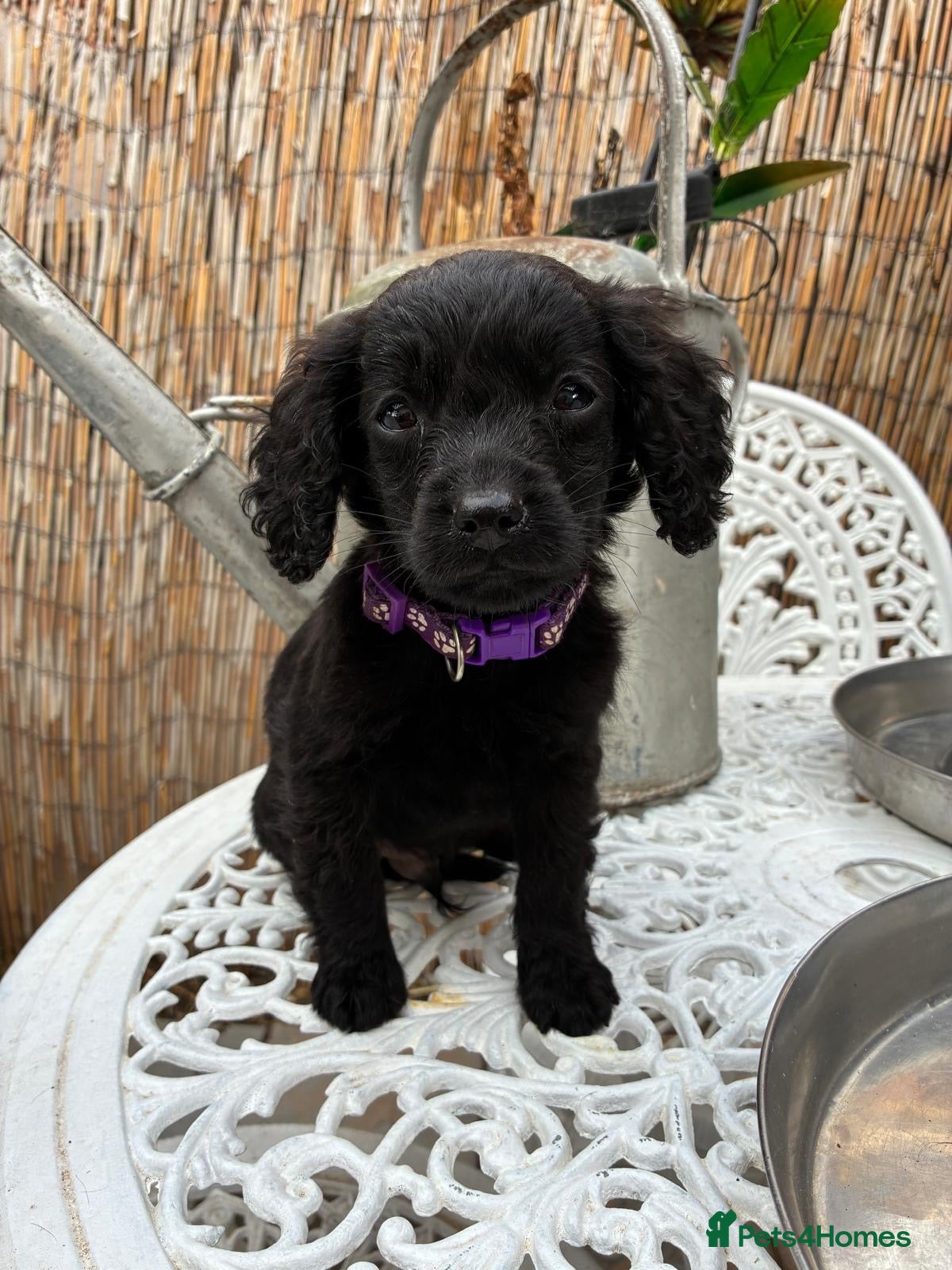 Cockapoo dogs for sale: READY NOW Beautiful cockapoo puppies  - Advert 2