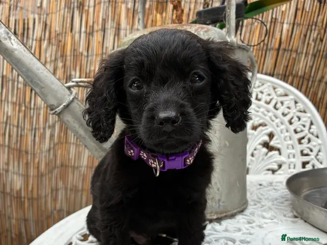 Cockapoo dogs for sale: READY NOW Beautiful cockapoo puppies - Advert 2