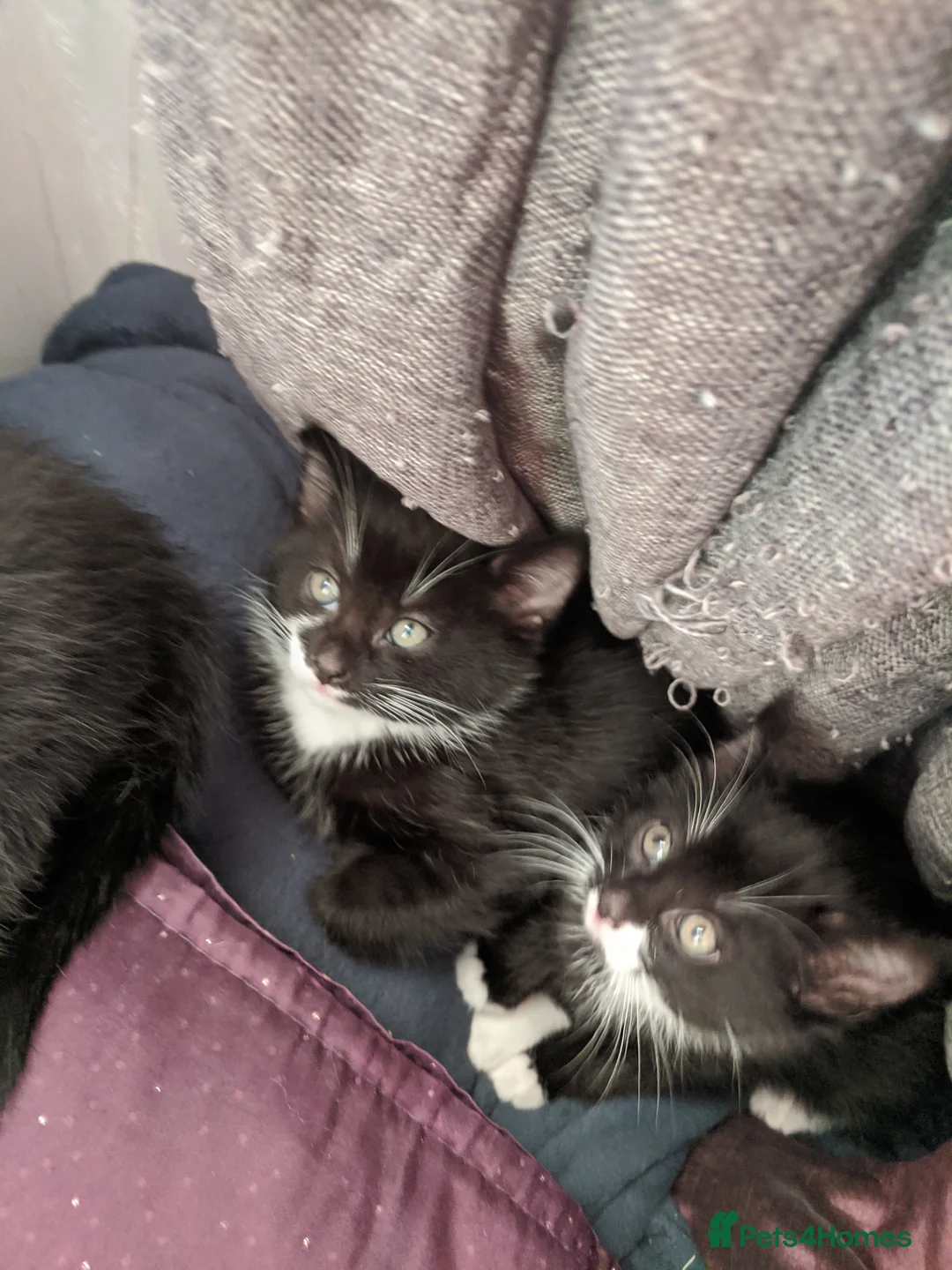 British Shorthair cats for sale: 4 tuxedo kittens for sale ready now - Advert 3