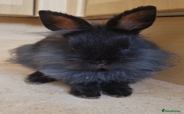 Lionhead rabbits for sale in Milton Keynes - Advert 1