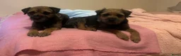 Border Terrier dogs for sale: Stunning litter of border terrier puppies  - Advert 4