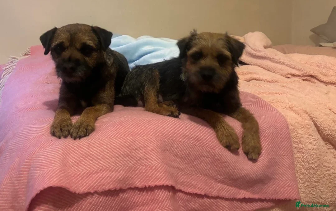 Border Terrier dogs for sale: Stunning litter of border terrier puppies  - Advert 4