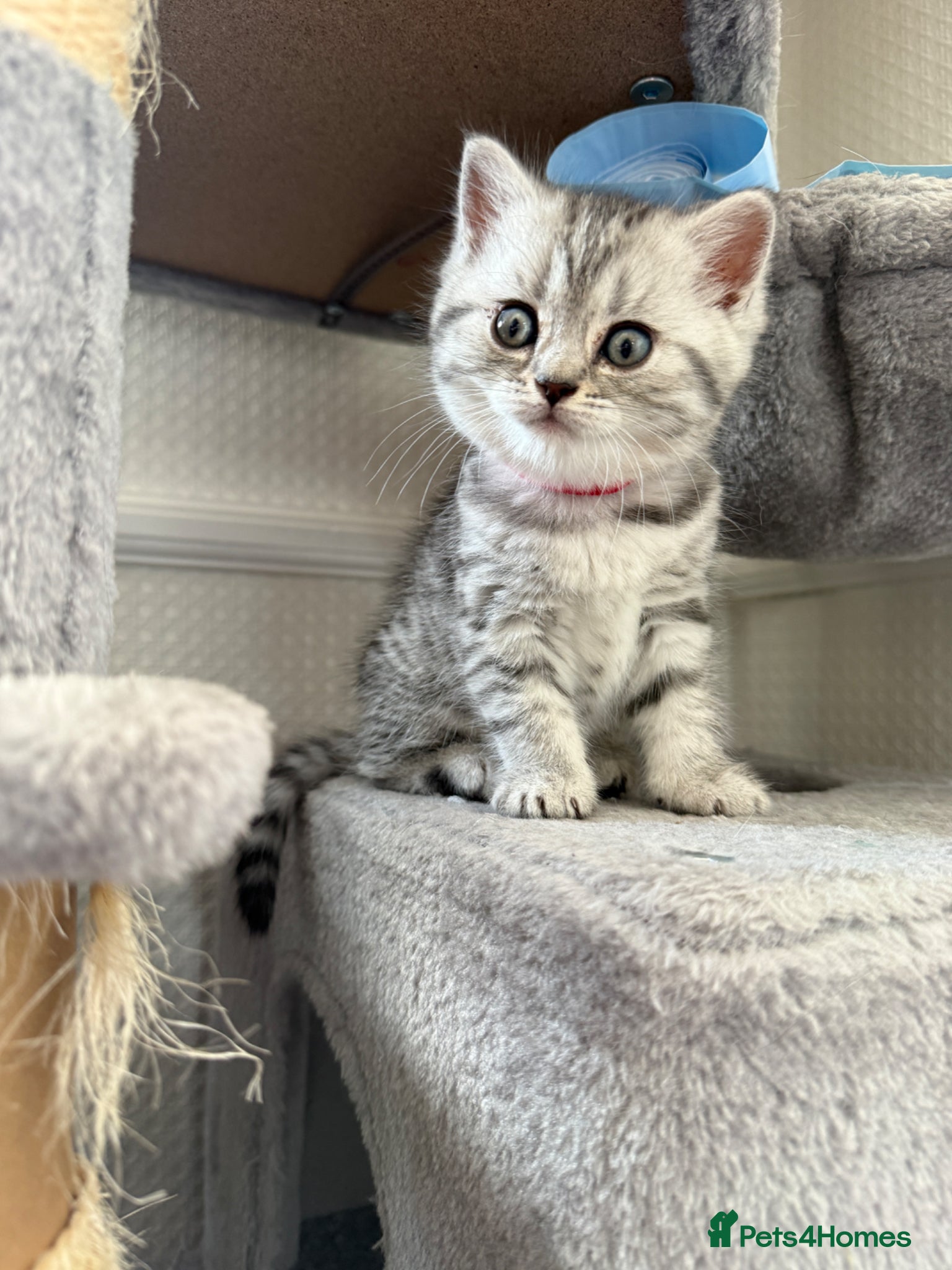 British Shorthair cats for sale: 3 females British shorthair  - Advert 10