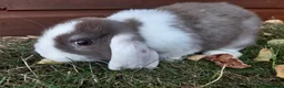 Mini Lop rabbits for sale: Gorgeous Mini lops child friendly  - Advert 8