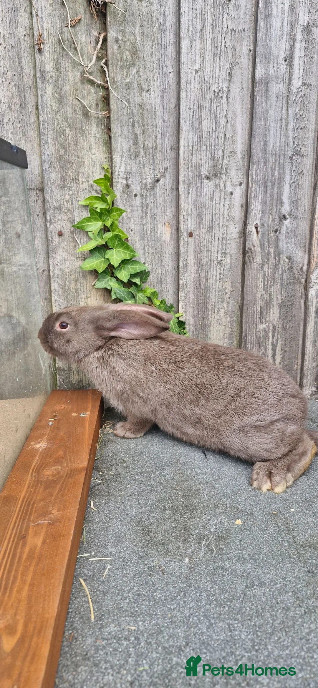 English Spot rabbits for sale: Femile and male in West Bromwich - Advert 2