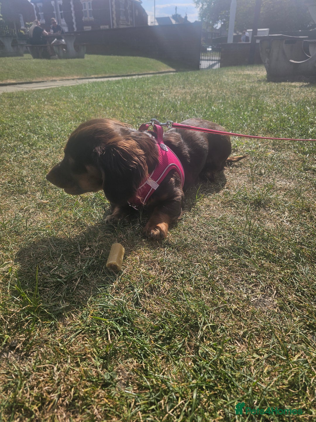 Dachshund dogs for sale: DACHSHUND  - Image 2