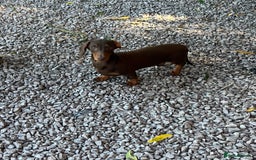 Dachshund dogs for sale: Beautiful Sweeney Dachshunds in Newark - Image 2