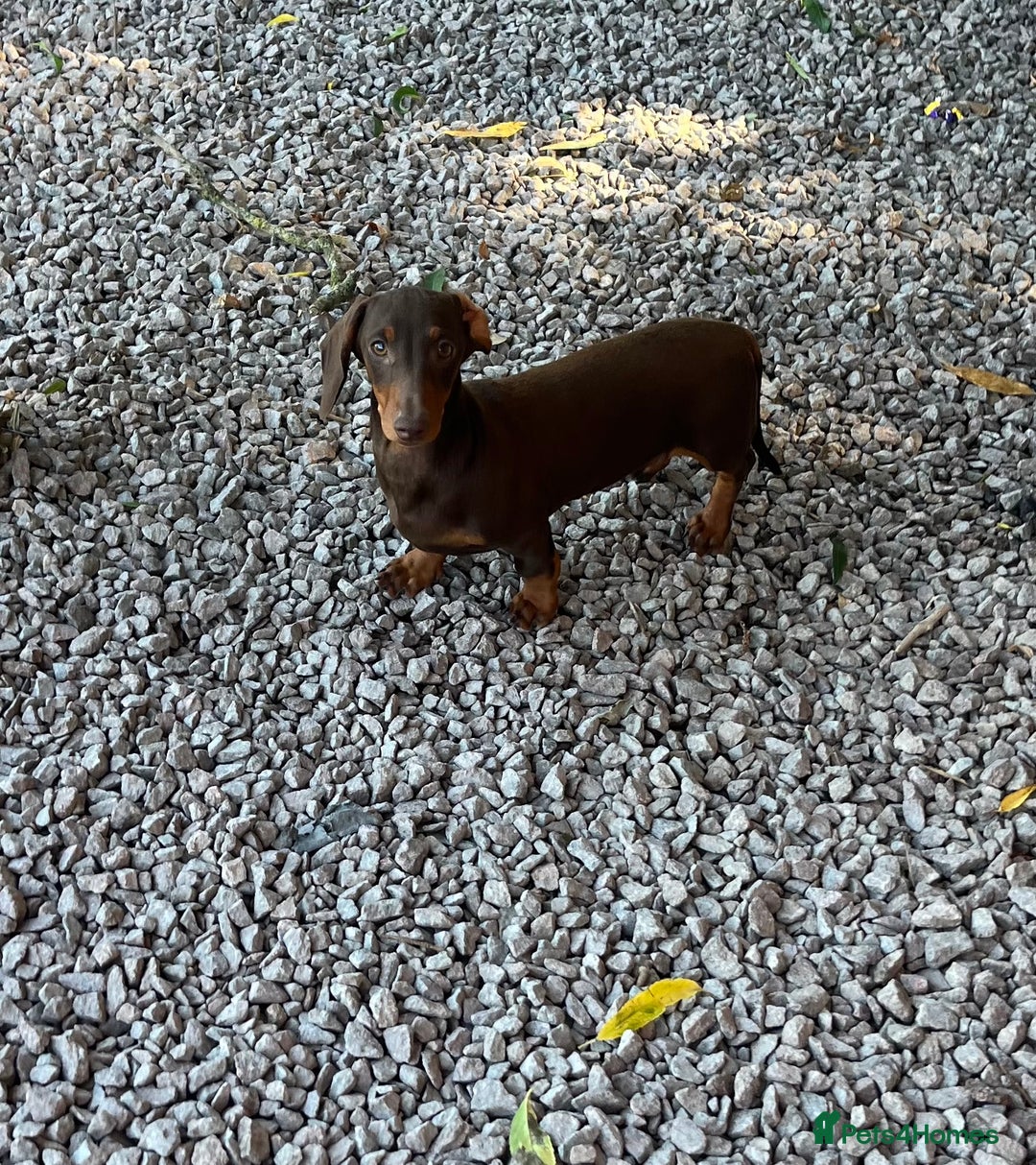 Dachshund dogs for sale: Beautiful Sweeney Dachshunds in Newark - Image 2
