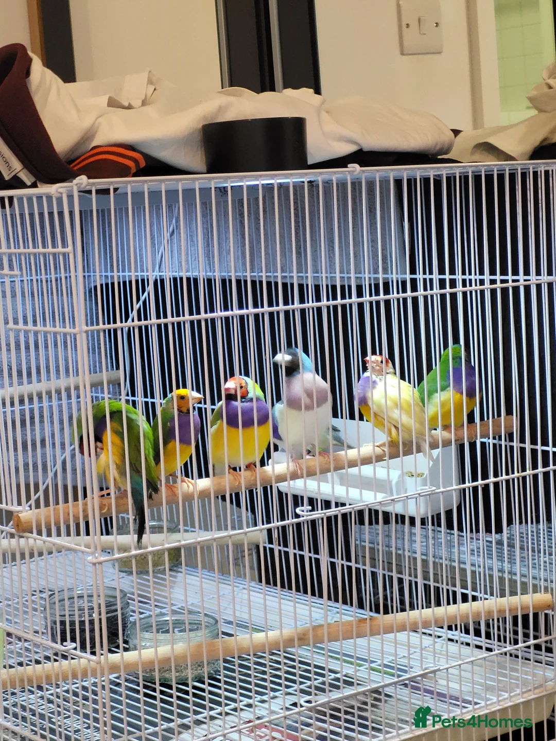 Finches birds for sale: Proven breeding pairs Gouldian finches - Advert 11