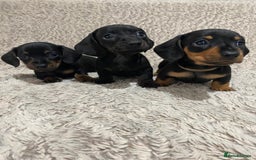 Dachshund dogs for sale: Miniature Dachshund sausage dog puppies - Image 2