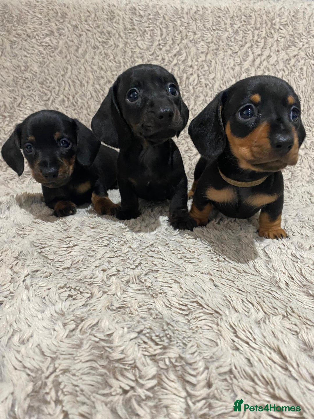 Dachshund dogs for sale: Miniature Dachshund sausage dog puppies - Image 2