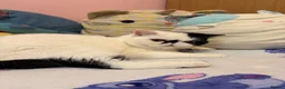 Exotic cats for sale: Black and white exotic boy - Advert 11