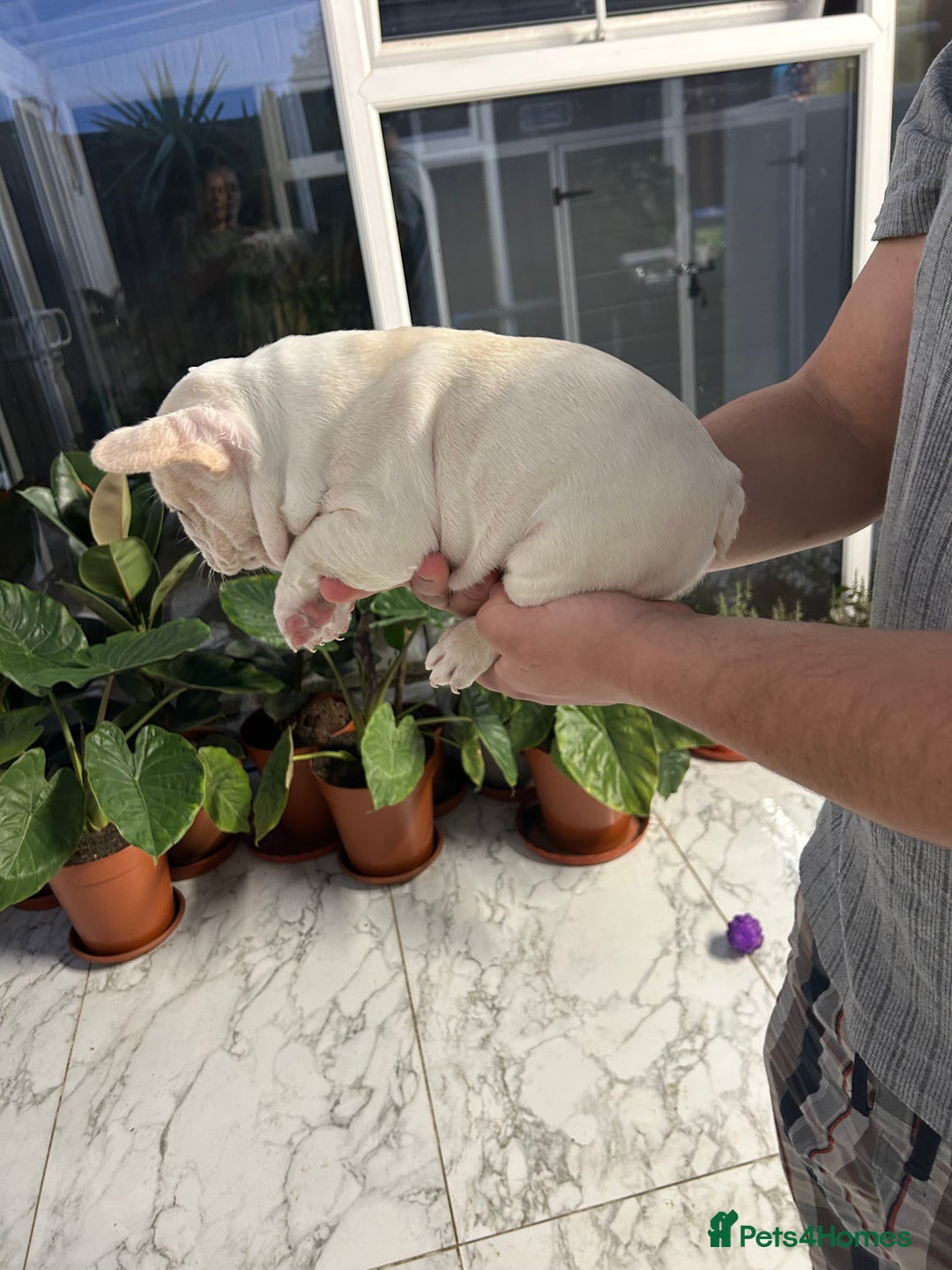 French Bulldog dogs for sale: 3 Extremely beautiful French bull terriers kc reg  - Advert 20