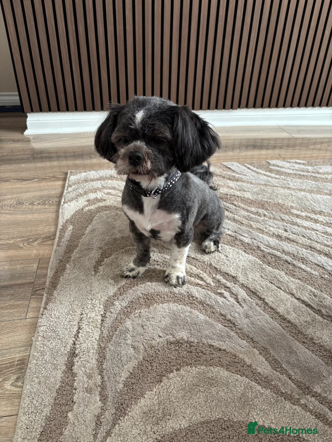 Lhasa Apso dogs for sale: Lhasa apso  - Advert 3