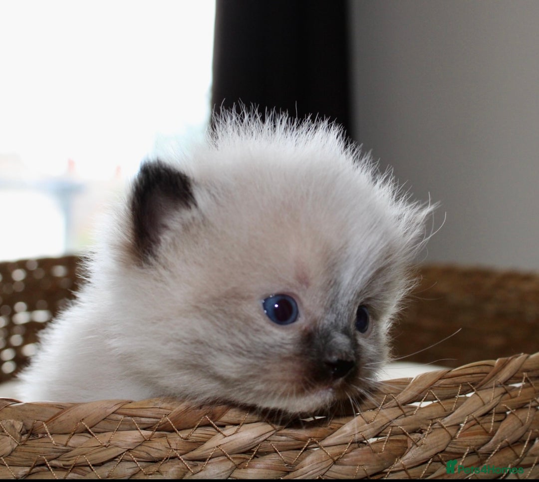 Ragdoll cats for sale: 💎 OUTSTANDING QUALITY MINK ragdoll kittens 💎 - Image 17