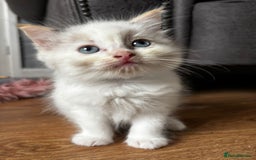 Ragdoll cats for sale: 8 gorgeous ragdoll kitten - Image 3