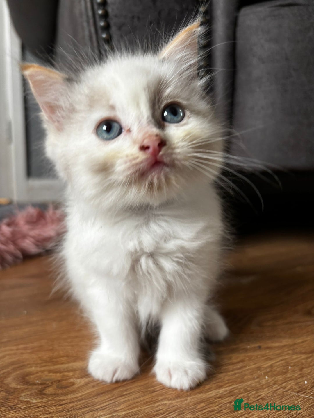 Ragdoll cats for sale: 8 gorgeous ragdoll kitten - Image 3