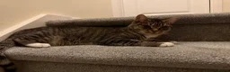 European cats for sale:  4 Lovely kittens  - Advert 2