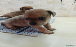 Mixed Breed dogs for sale: Pug x dachshund  ( Daug?) - Image 14