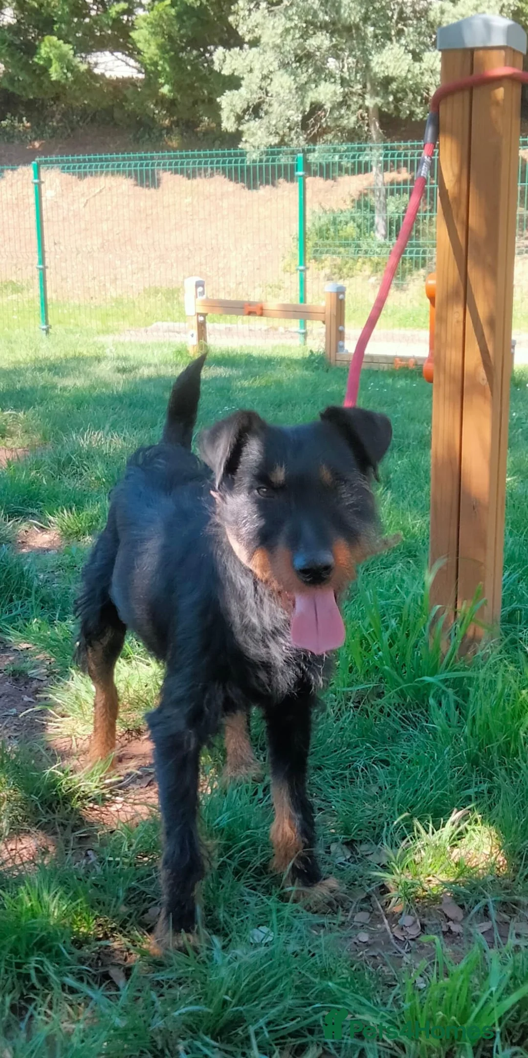 Jagdterrier dogs for adoption: Gorgeous young terrier in Matlock - Advert 2